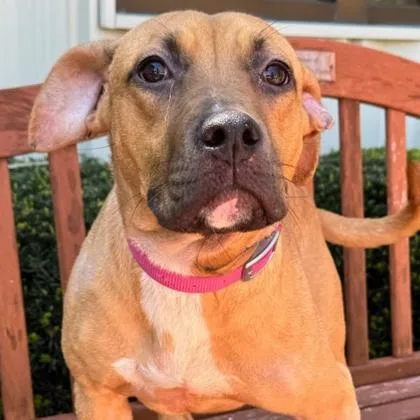 A young medium-sized female Mixed Breed dog named Karina for adoption in Quincy, IL