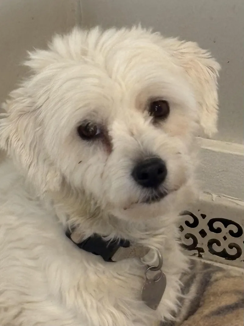 An adult small-sized female White / Cream Coton de Tulear dog named Ellseny for adoption in Eaton Rapids, MI