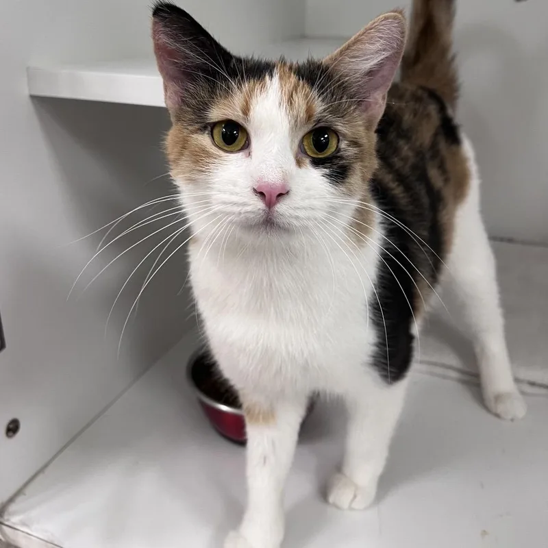 A young medium-sized female Calico Domestic Short Hair cat named Shasta for adoption in Arlington Heights, IL