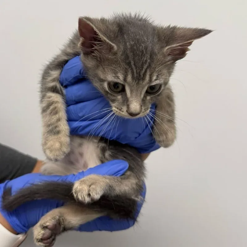 A baby small-sized male Gray / Blue / Silver Domestic Short Hair cat named Slate for adoption in Sunnyvale, CA