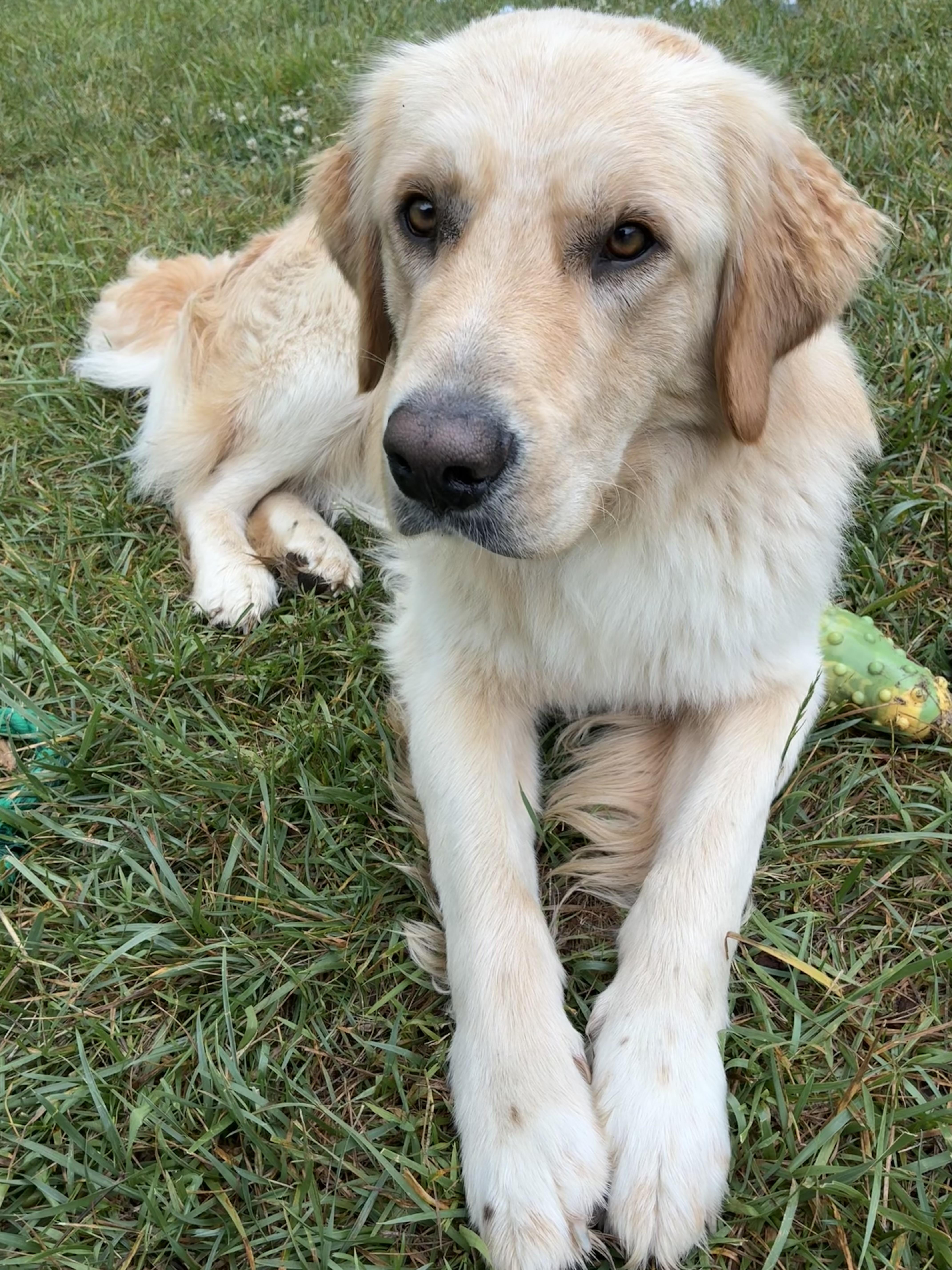 A young large-sized male Yellow / Tan / Blond / Fawn Labrador Retriever dog named Louie for adoption in Andover, MA