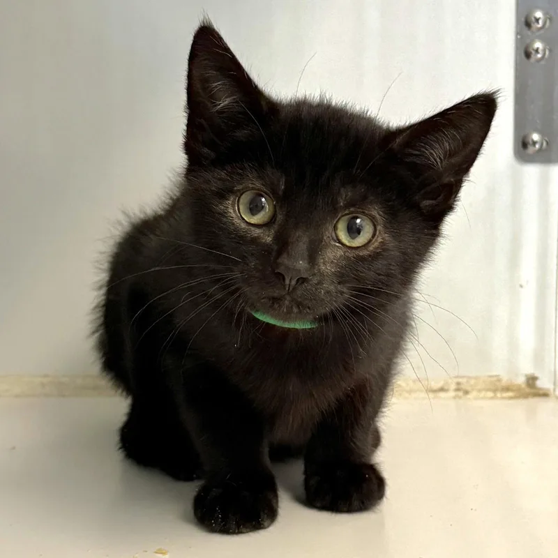 A baby small-sized male Black Domestic Short Hair cat named Sentinel for adoption in Oakland, CA