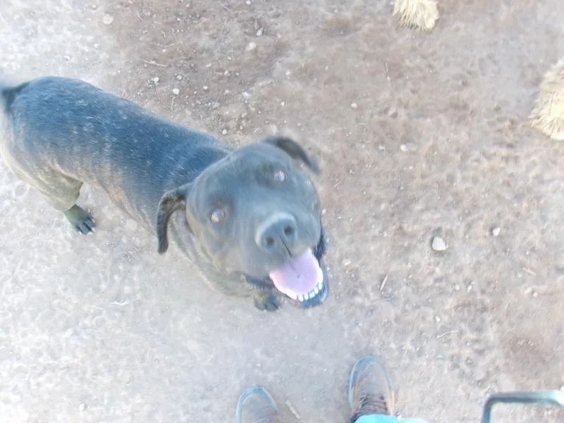 A young medium-sized male American Staffordshire Terrier dog named Quinn for adoption in Winslow, AZ