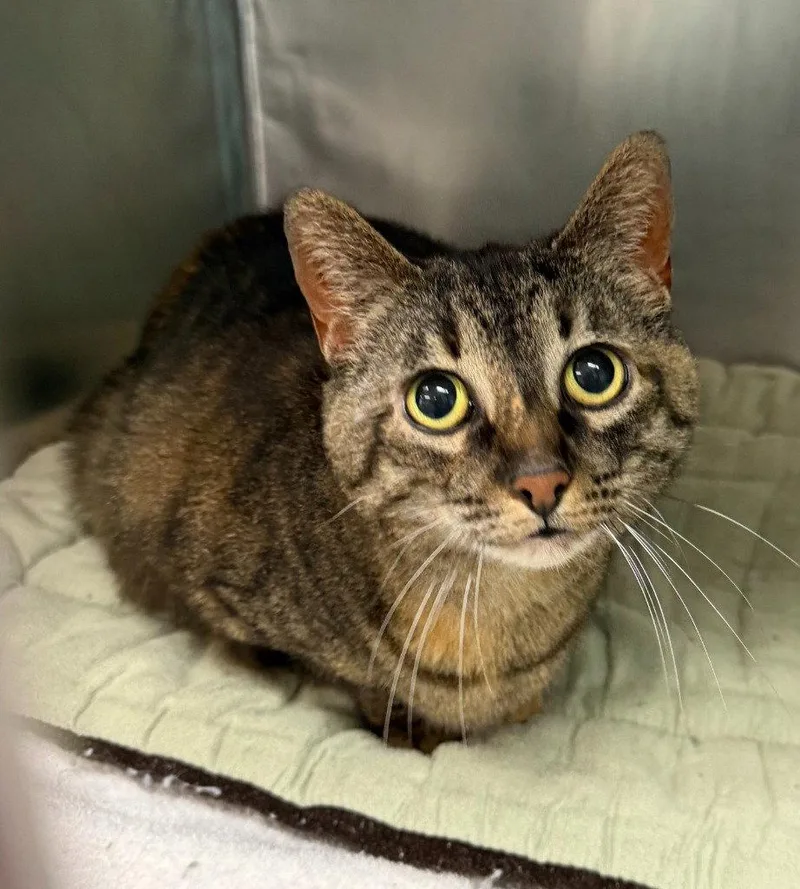 A senior medium-sized female Domestic Short Hair cat named Cayenne for adoption in St. Helens, OR