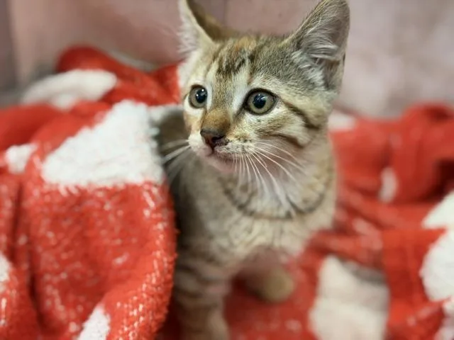A baby medium-sized female Domestic Short Hair cat named Yeti for adoption in Dallas, TX