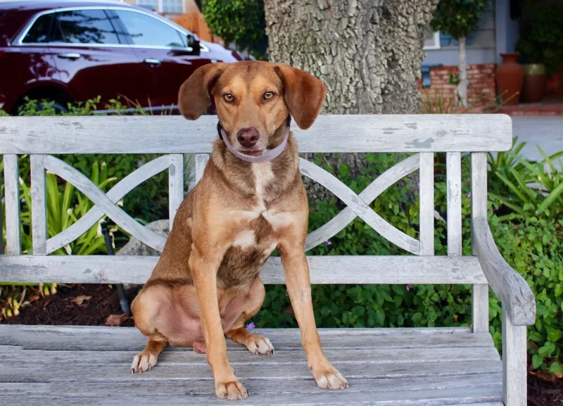 A young medium-sized male Brown / Chocolate Beagle dog named Rudolf  from Costa for adoption