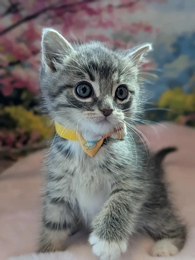 A baby small-sized female Domestic Short Hair cat named Sunflower for adoption in Fremont, CA