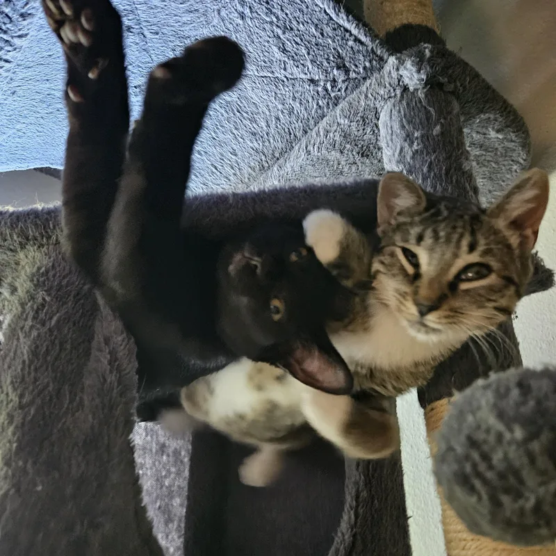 A baby small-sized female Tabby (Brown / Chocolate) Domestic Short Hair cat named Serena Williams for adoption in Portland, OR