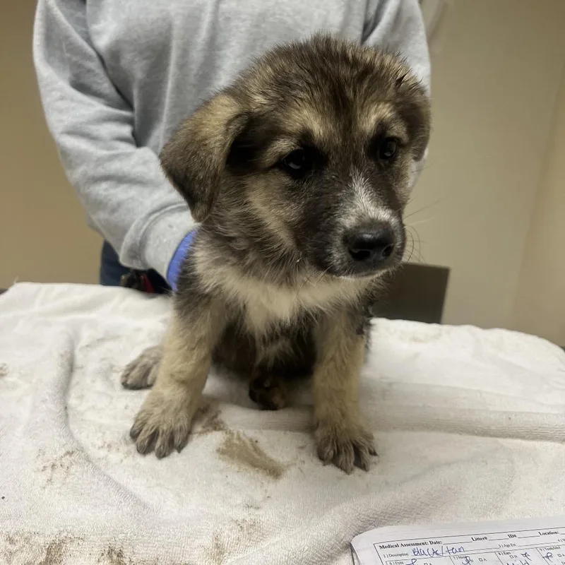 A baby small-sized female Black Great Pyrenees dog named Strawberry Shortcake for adoption in Riverside, CA