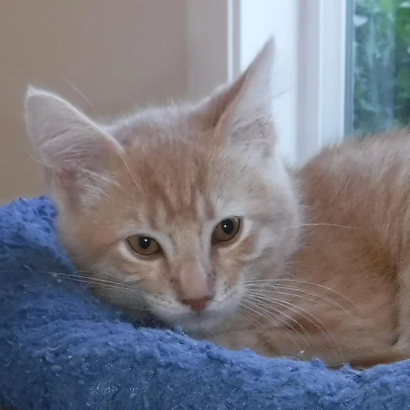 A baby medium-sized male Tabby (Orange / Red) Tabby cat named Rusty Sweet & for adoption in Hoquiam, WA