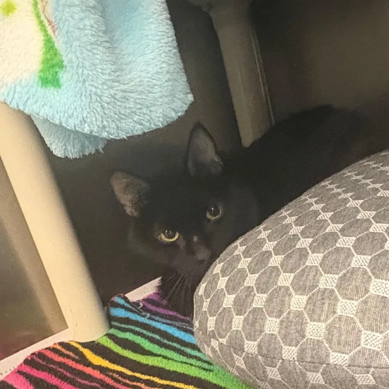 A senior small-sized male Black Domestic Short Hair cat named Blackey for adoption in Brockton, MA