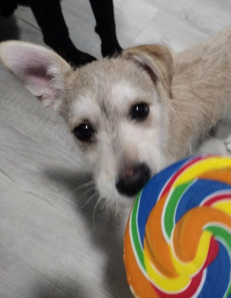 Brioche thumbnail 4