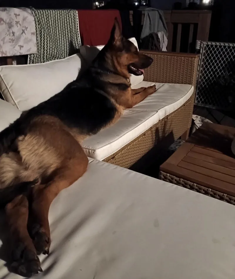 A young large-sized female German Shepherd Dog dog named Mocha for adoption in Kankakee, IL