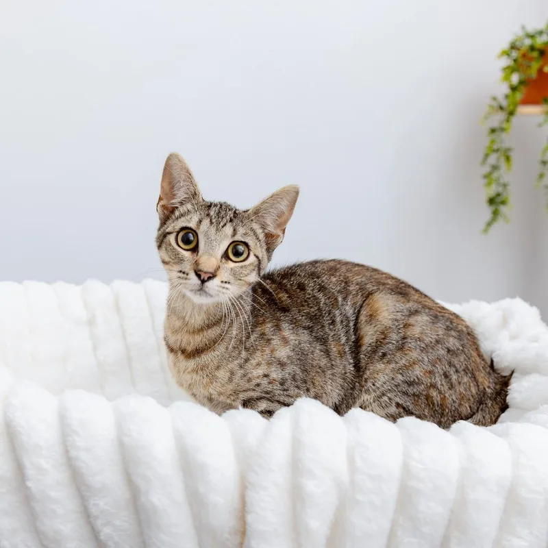 A young small-sized female Domestic Short Hair cat named JLo for adoption in Los Angeles, CA