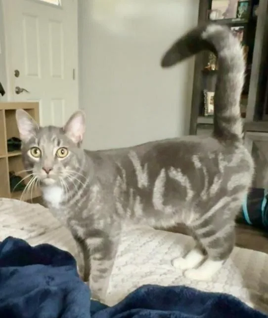 A young medium-sized male Domestic Short Hair cat named Blue Aka Mittens for adoption in San Jose, CA