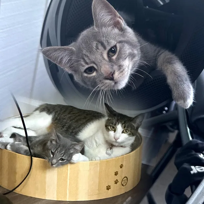 Blue Aka Mittens thumbnail 2