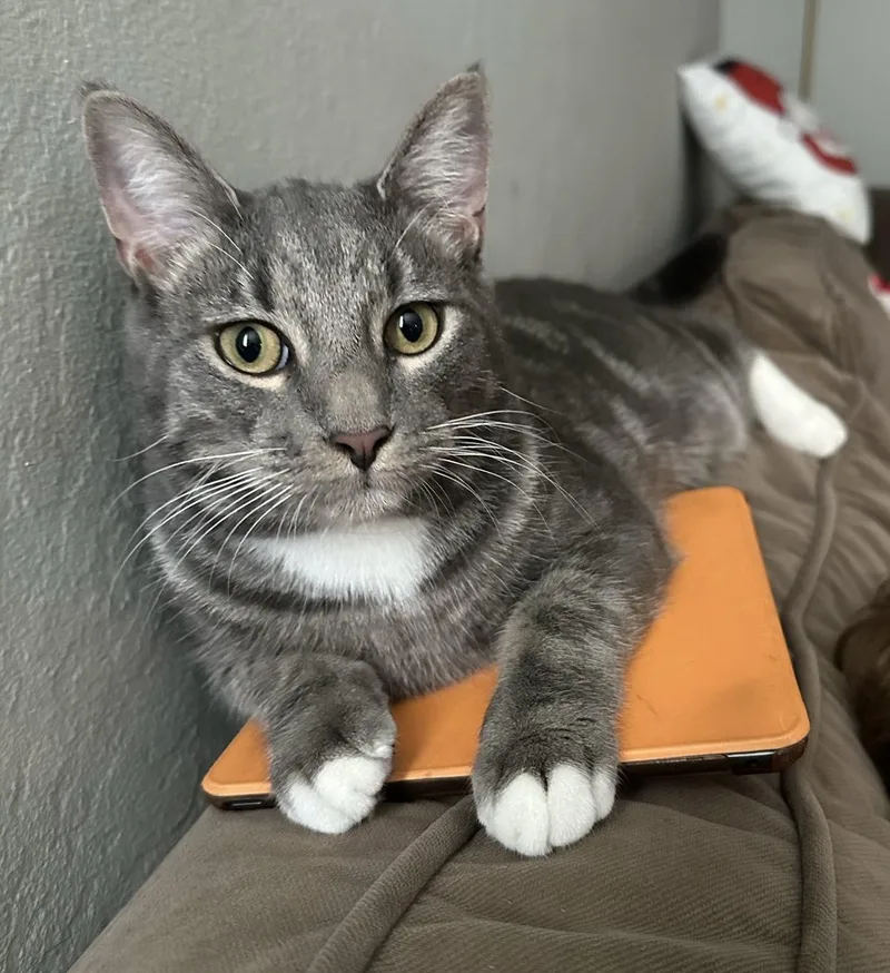 Blue Aka Mittens thumbnail 3