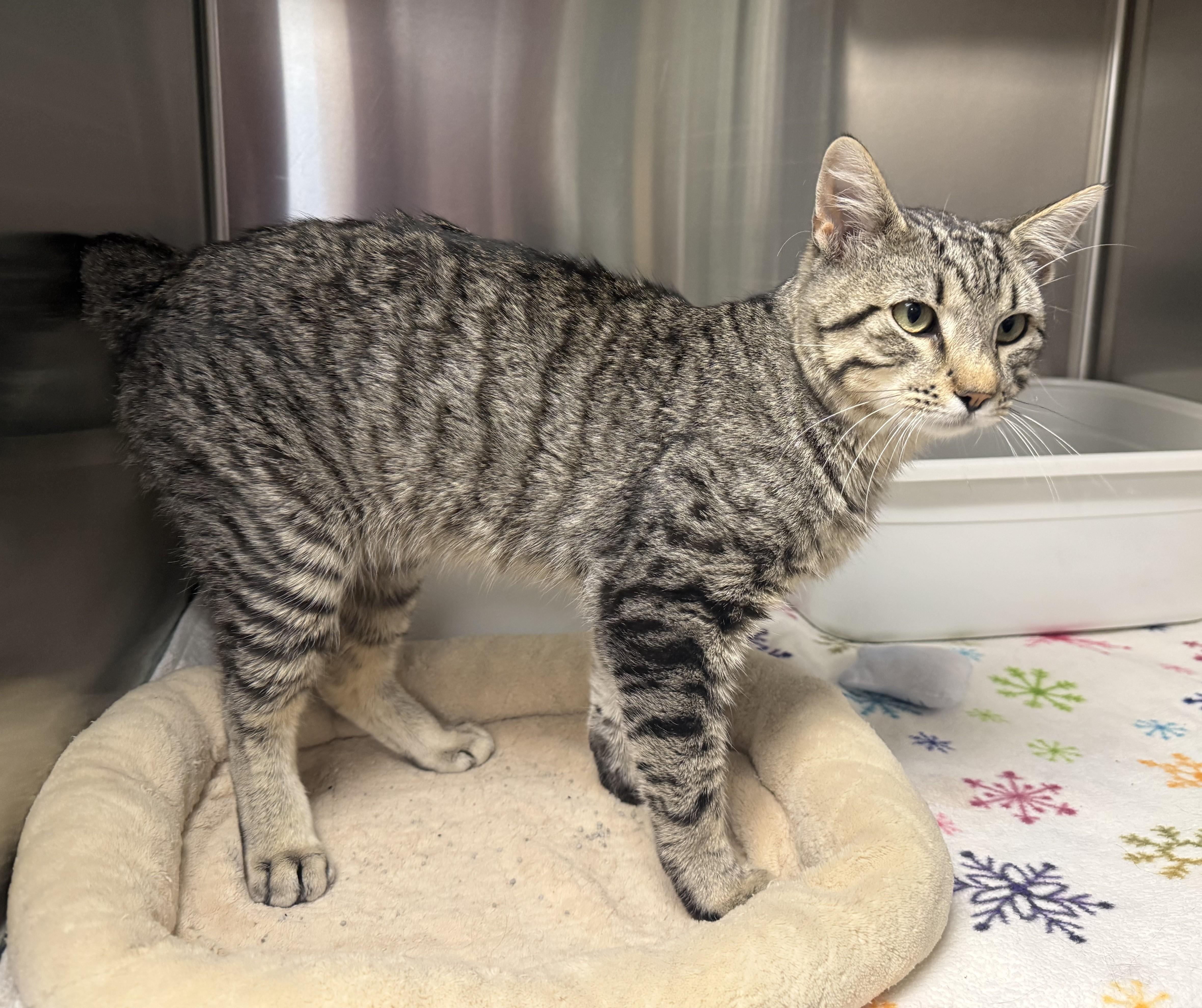 A young medium-sized male Tabby (Gray / Blue / Silver) Domestic Short Hair cat named Twizzler for adoption in La Crescent, MN