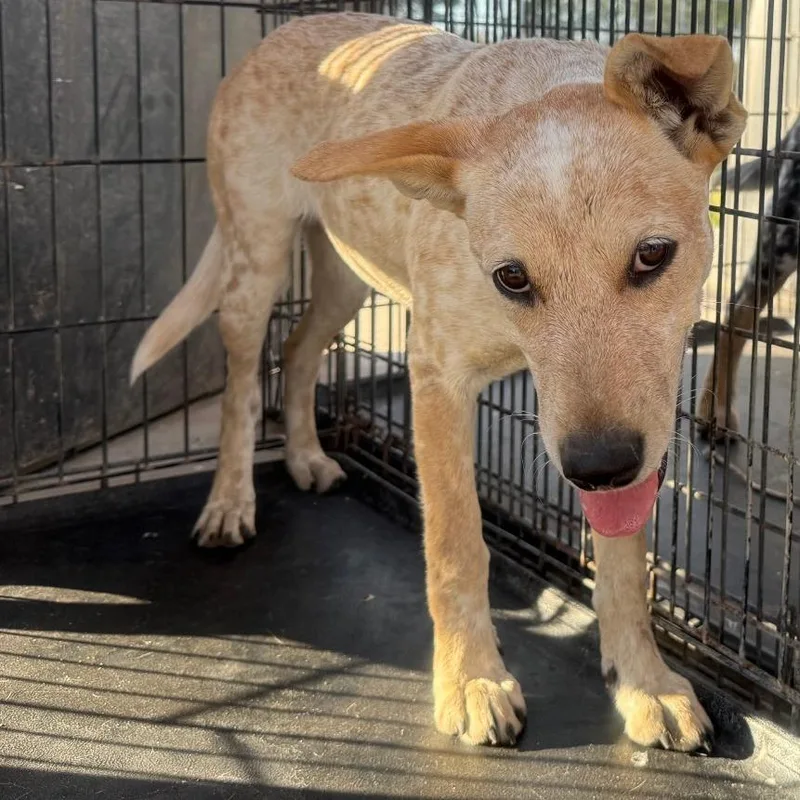 Honeybee thumbnail 2