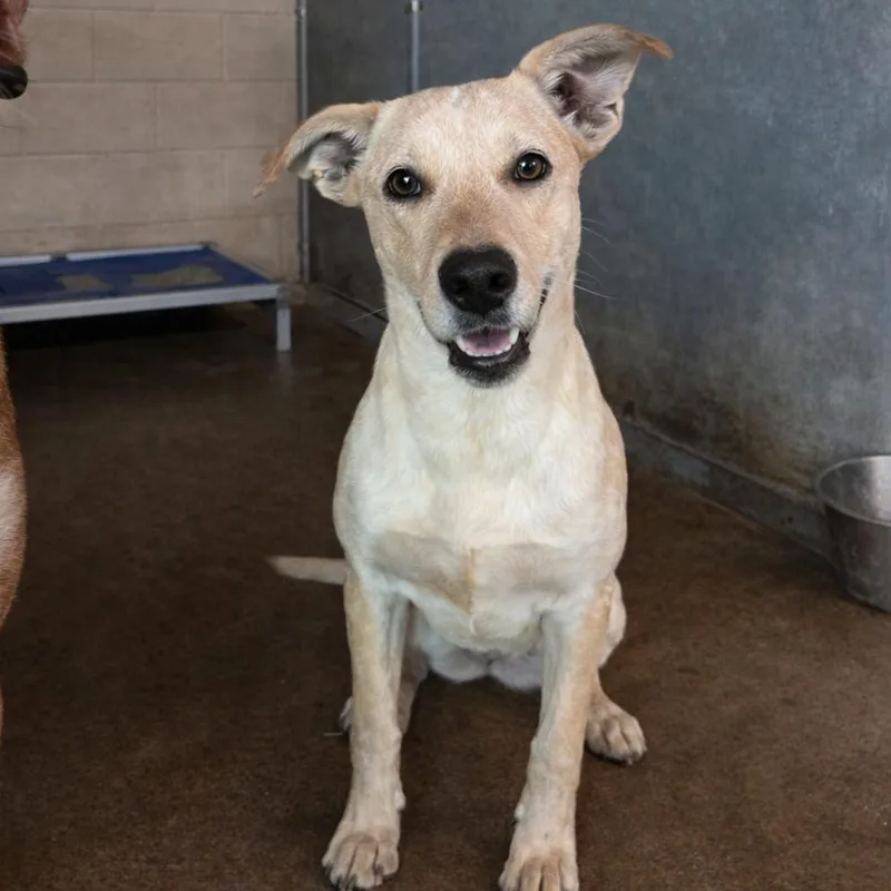 Honeybee thumbnail 3