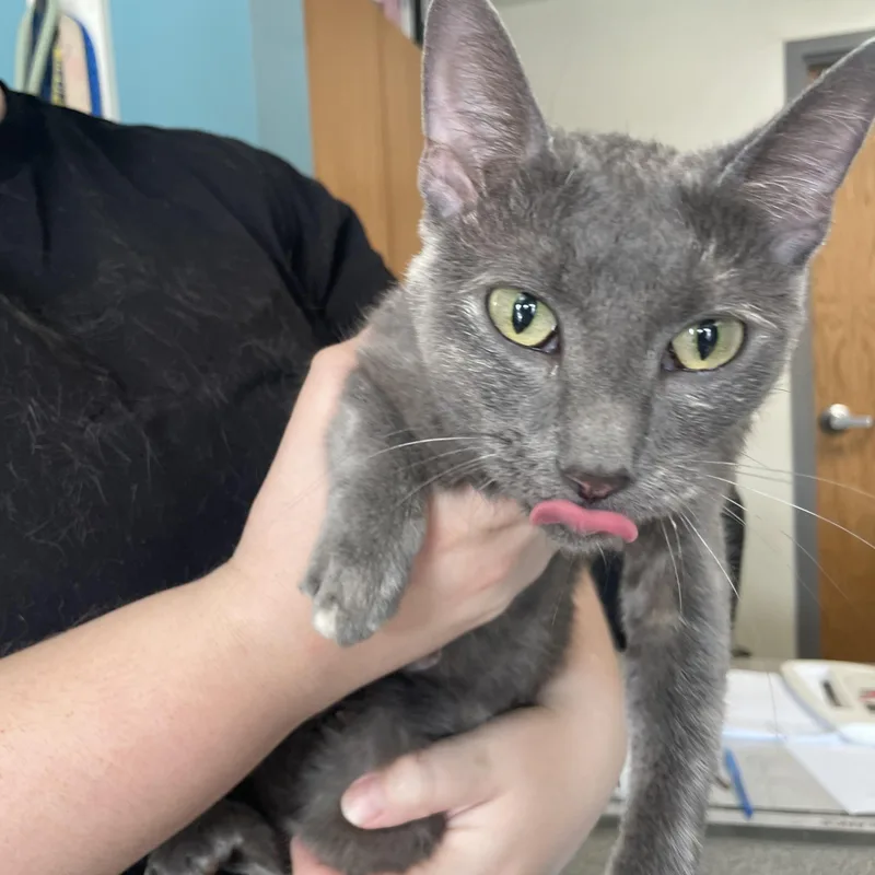 An adult medium-sized female Dilute Tortoiseshell cat named Sassy for adoption in Gladstone, MO