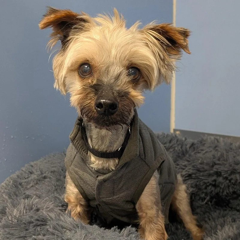 A senior small-sized male Yorkshire Terrier dog named Mozzie for adoption in New Castle, DE