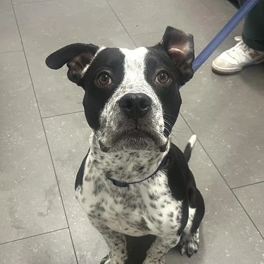 A young medium-sized male Pit Bull Terrier dog named Elmer for adoption in Los Angeles, CA