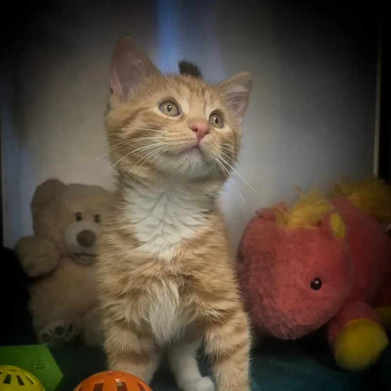 A baby small-sized female Calico Domestic Short Hair cat named Airi for adoption in Upland, CA