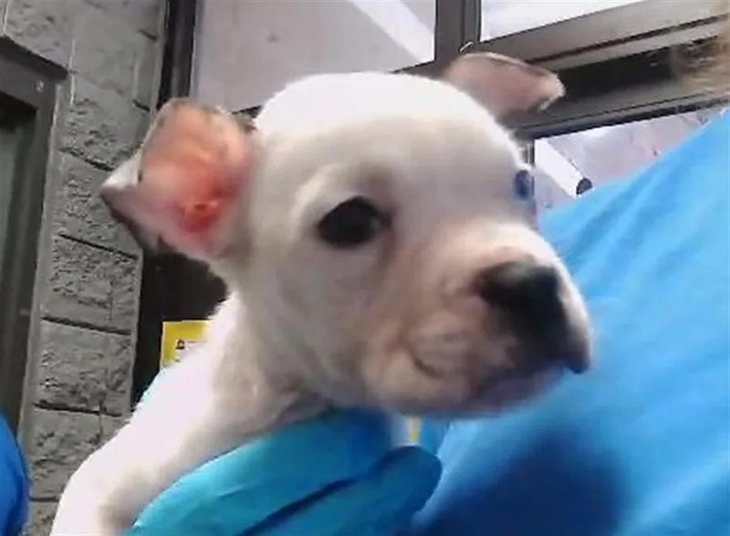 A baby small-sized male Pit Bull Terrier dog named Manny for adoption in Tulsa, OK