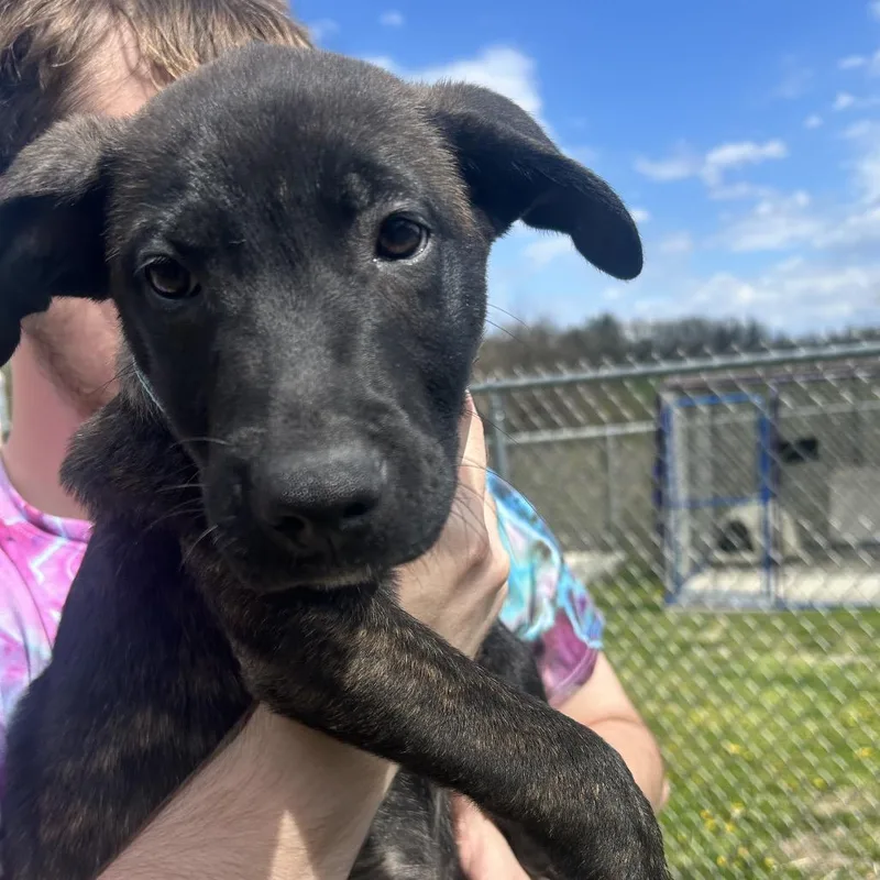A baby large-sized male Brindle German Shepherd Dog dog named Ugo for adoption in Uniontown, PA