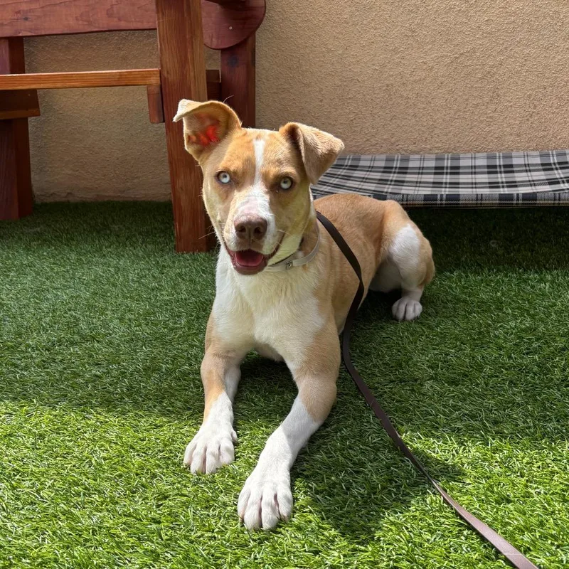 A young medium-sized female Red / Chestnut / Orange Labrador Retriever dog named Milly for adoption in Long Beach, CA