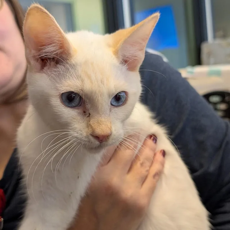 A young medium-sized male Domestic Short Hair cat named Dyno for adoption in Tacoma, WA