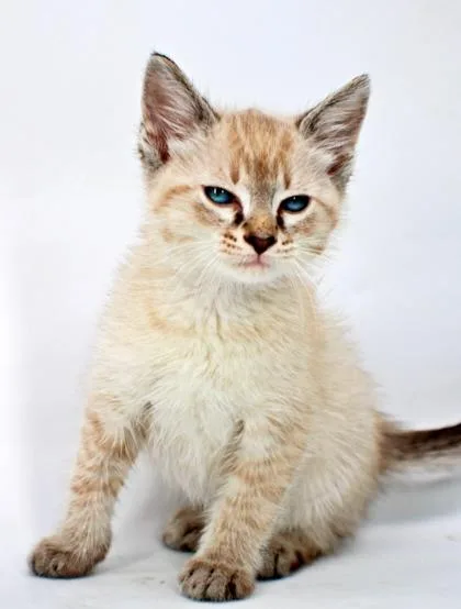 A baby small-sized male Domestic Long Hair cat named Jinx for adoption in Morton Grove, IL