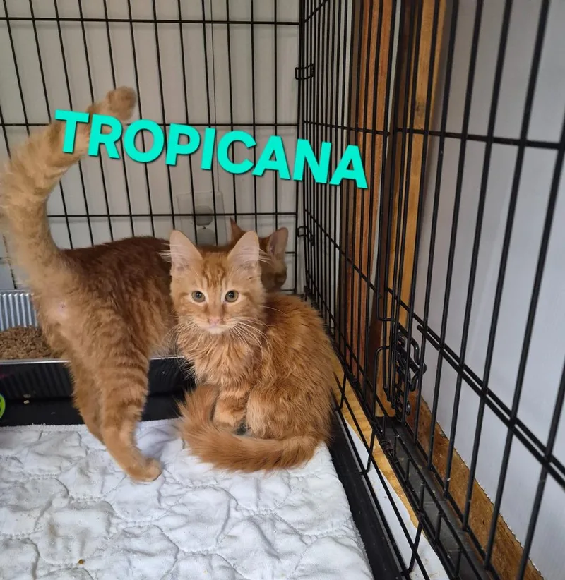Tropicana