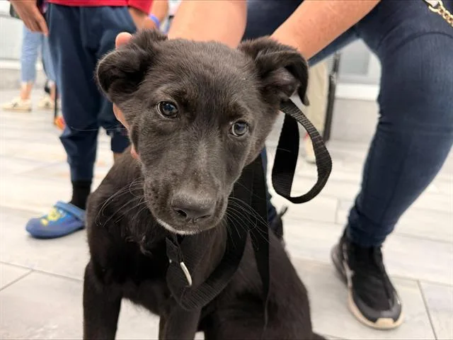 A baby small-sized female Labrador Retriever dog named A for adoption in Charlotte, NC