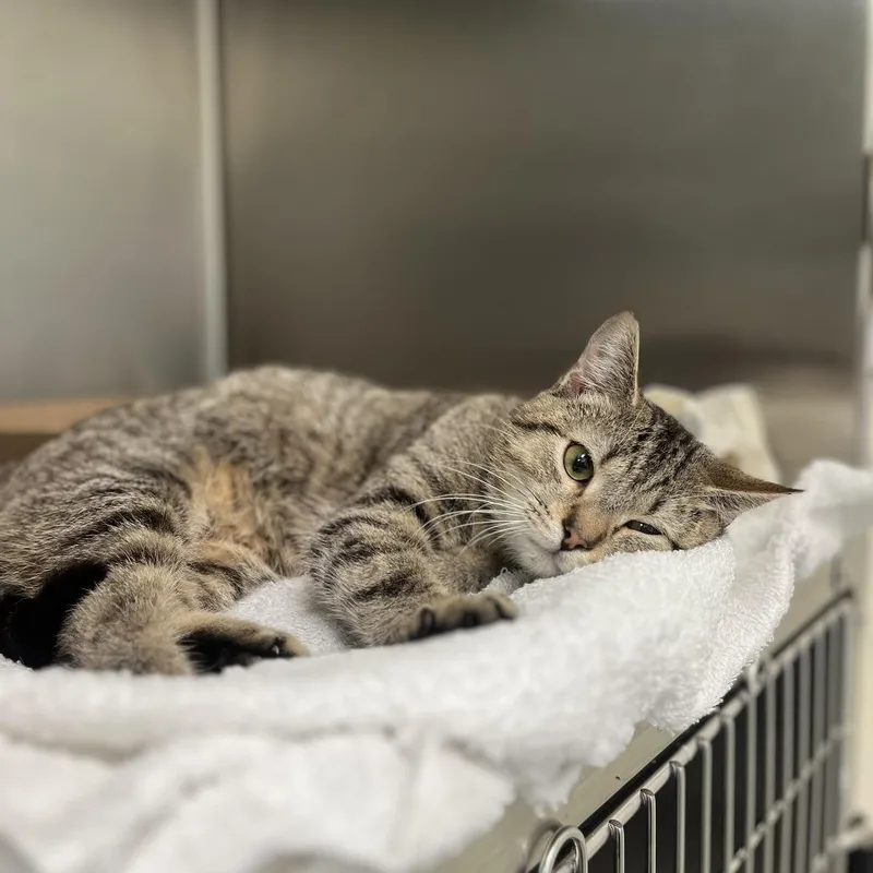 Carbonara thumbnail 2