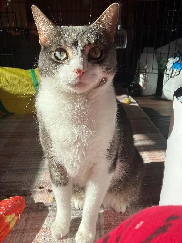 An adult medium-sized male Gray & White Domestic Short Hair cat named Bruce for adoption in Colmar, PA