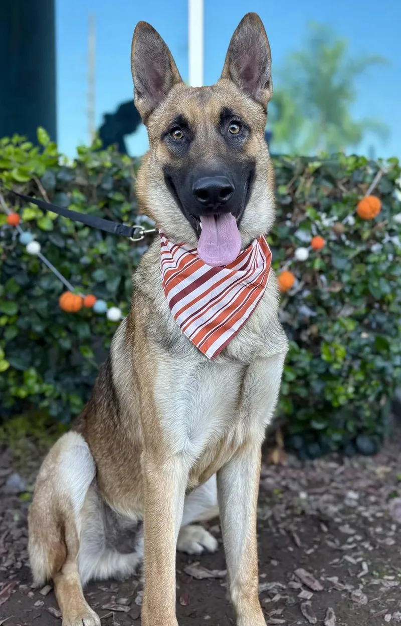 A young medium-sized male Tricolor (Brown, Black, & White) German Shepherd Dog dog named Julian for adoption in South El Monte, CA