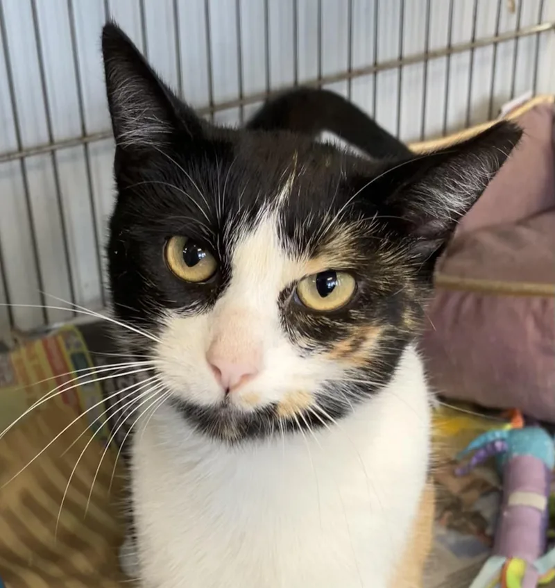 A young medium-sized female Calico Domestic Short Hair cat named Dolly for adoption in Parma, OH