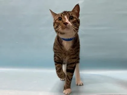 An adult small-sized male Domestic Short Hair cat named Loki for adoption in Coon Rapids, MN