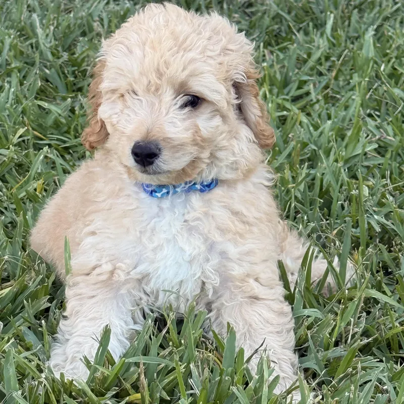 Finn Texas