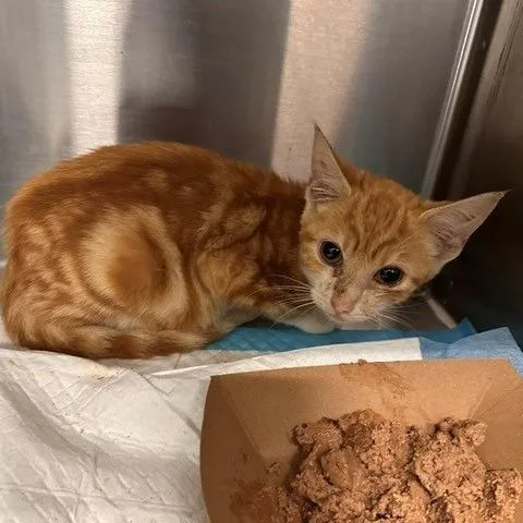 A baby small-sized male Orange / Red Domestic Short Hair cat named Banana Soda for adoption in Greensboro, NC