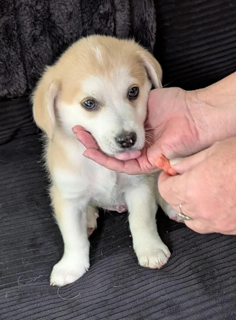 A baby small-sized male White / Cream Chihuahua dog named Butterscotch  Puppy for adoption in Albuquerque, NM