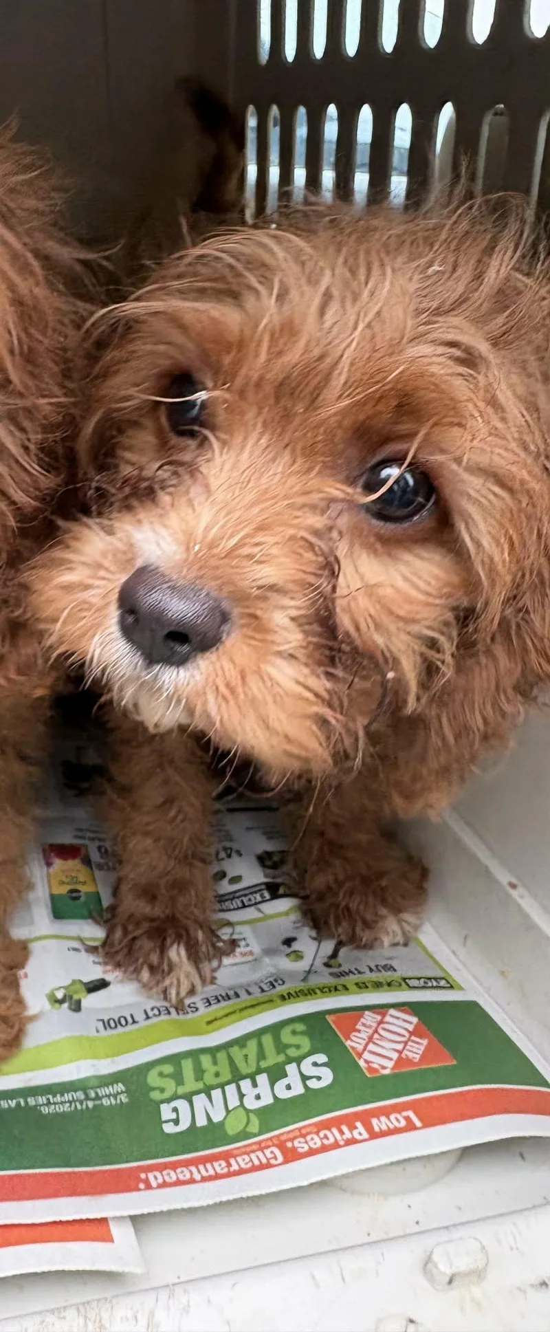 Peanut Butter