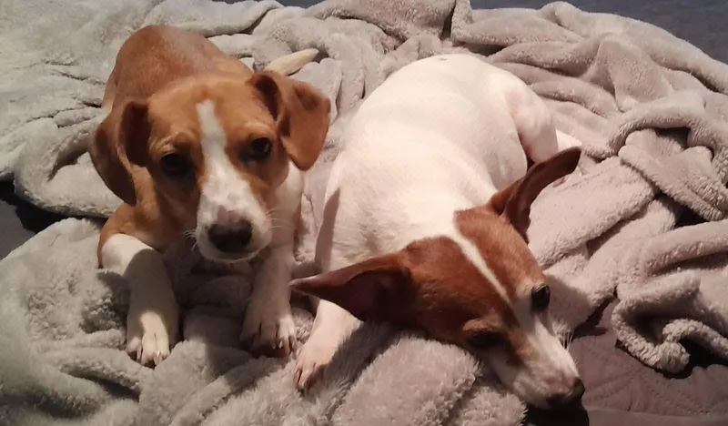 A baby small-sized female Yellow / Tan / Blond / Fawn Jack Russell Terrier dog named Ivy Rose for adoption in Gulfport, MS