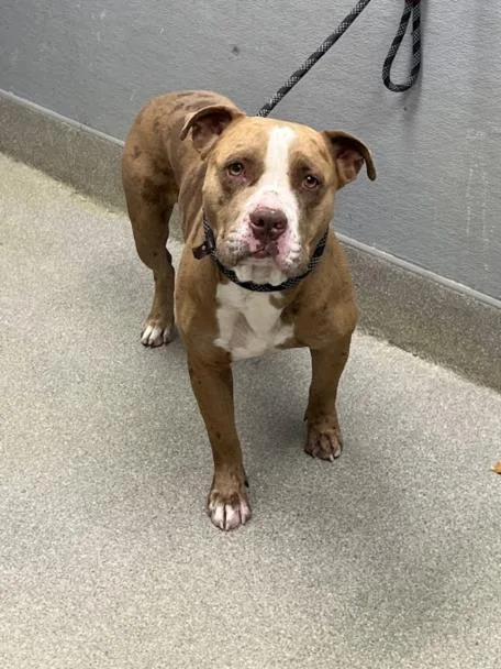 A young large-sized male Pit Bull Terrier dog named Maverick for adoption in Las Vegas, NV