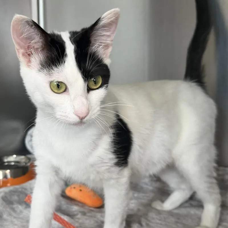 An adult medium-sized female Domestic Short Hair cat named Nmecha for adoption in Los Angeles, CA