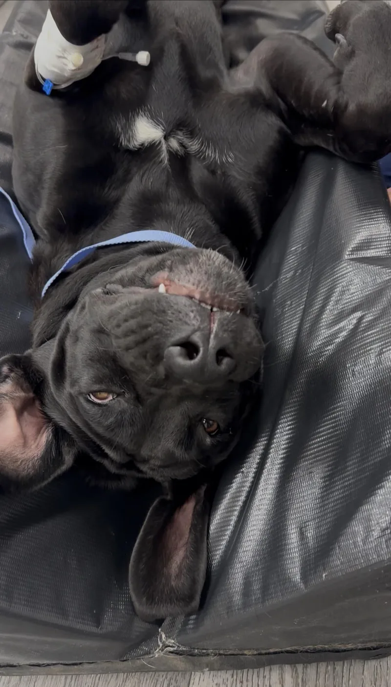 A young large-sized female Cane Corso dog named Maybeline for adoption in Virginia Beach , VA