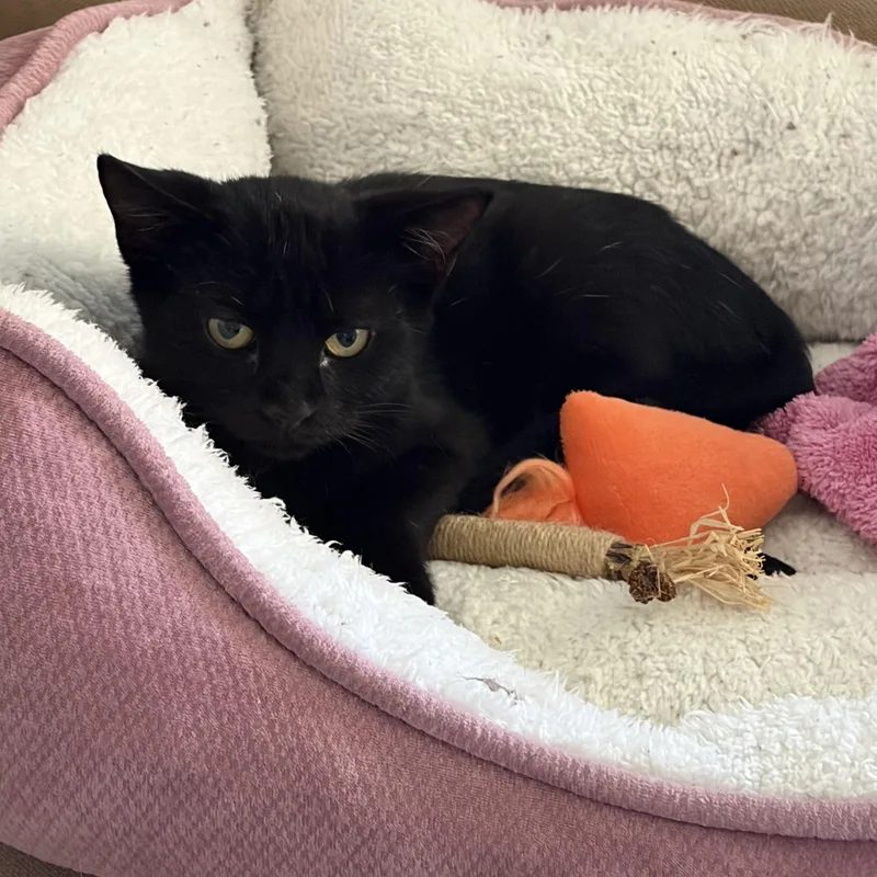 A baby medium-sized male Black Domestic Short Hair cat named Puki for adoption in Tampa, FL