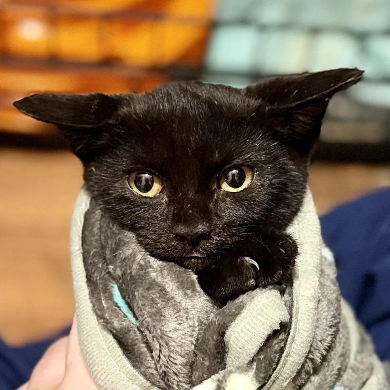 Puki thumbnail 3